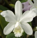 C.loddigesii var alba 'Korogi' x Selfカトレア ロディゲシー アルバ ’コロギ’(実生株)5000円以上購入で送料無料。