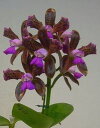 C.leopoldii flamea x selfカトレア属レオポルディー フラメアxセルフセルフ5000円以上購入で送料無料。