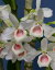 Den.nobile var.carnea'F.Arima'CHM/JOGA x Selfデンドロビューム属ノビル カーネア’エフ.アリマ’xセルフ