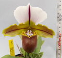 Paph. Bruno’Model'AM/AOSパフィオペデ...