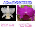 C.walkerana var. alba 'Pendentive' AM/AOS X Lc.Imperial Wings 'Noble' SM/JOGA カトレア.ワルケリアナ’ペンディンティブ’xレリオカトレア.インペリアルウイング’ノーブル’5000円以上購入で送料無料。