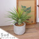 Sud(セド) グリーンベース 6号 プランター 植木鉢 グリーンベース フラワーベース 観葉植物 円形 6号 送料無料