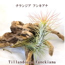 ¥¨¥¢¡¼¥×¥é¥ó¥Ä¡Ú¥Á¥é¥ó¥¸¥¢¡Û¥Õ¥ó¥¥¢¥Ê¡Ú¥µ¥¤¥º10¡Á15cmÁ°¸å¡Û¡ÚÂç·¿¾¦ÉÊ¤È¤ÎÆ±ºÉԲġÛ