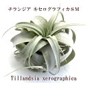 エアープランツ【チランジア】キセログラフィカ SMサイズ(13〜15cm前後)【大型商品との同梱不可】