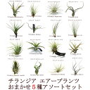 【お買い得】エアープランツ【チランジア】レギュラーサイズ アソート5種セット【サイズ約5〜20cm】【大型商品との同梱不可】