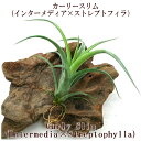 【希少】ハイブリッド エアープランツ チランジア カーリース...