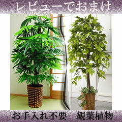 人工大型観葉植物　【観葉植物　ベンジャミン/観音竹】　★レビューで選べる特典★　人工観葉植…...:nst21:10019448