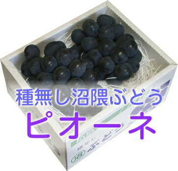 【送料無料】おいしい広島県産ぶどう沼隈ピオーネ2房入です。ご注文2〜5日で直送！お彼岸にピッタリです。