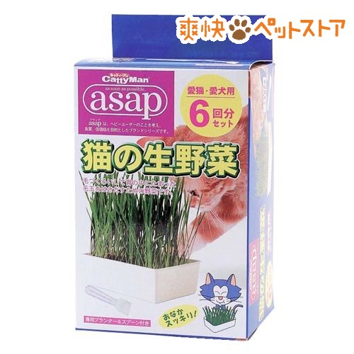 【ラクーポンで割引】アサップ(asap) 猫の生野菜(6コ入)【アサップ(asap)】[猫草]