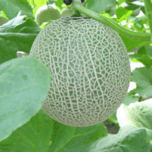 Ťƽ餫塼ʲǤȤޤӹƥեˡ2 i