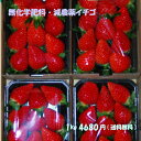 無化学肥料・減農薬いちご 身内へのギフト・贈答、うち使い用 1箱1kg(250g×4パック)