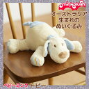 オーストラリア生まれのぬいぐるみ【Minkplus