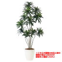 観葉植物 人工 樹木 ドラセナコンパクタ 高さ1500mm Mサイズ 鉢:懸崖8号