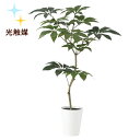 送料無料新商品【 光触媒加工 ツピダンサス FST SA鉢タイプ 】W90×H150cmフェイクグリーン 人工観葉植物 インテリアグリーン オフィスグリーン 人工樹木 造花ツピダンサス