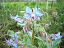 ハーブ 苗【ボリジ白花】花苗 苗木 ハーブティー ガーデニング ハーブ苗専門店 感動する香り 産地直送 Herb
