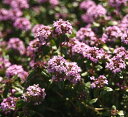 クリーピングタイム(赤花) ハーブ苗 グランドカバー