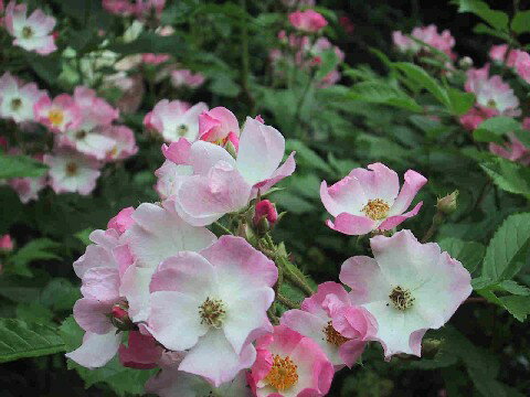 バレリーナ（二年生国産大苗予約）7号鉢植え