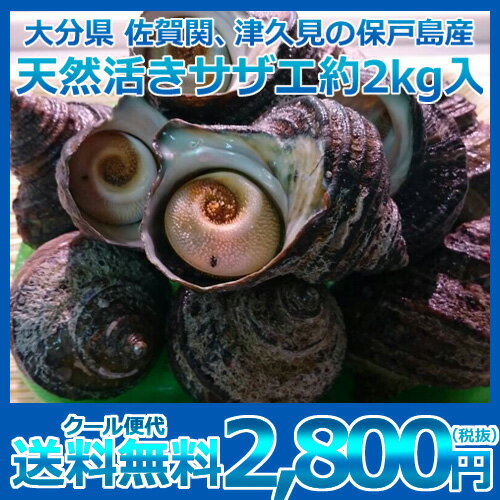 大分県 佐賀関、津久見の保戸島産 天然活きサザエ 約2kg入り　つぼ焼きビッグサイズ！1個130〜180gサイズ/さざえ/【クール便送料無料】【代引き不可】・ ランキングお取り寄せ