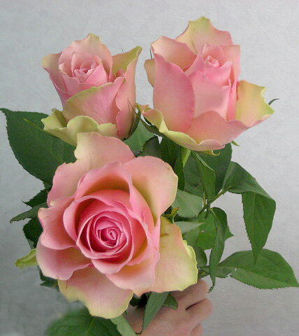 バラ　ピンク（ベルローズなど）　5本.【02P123Aug12】【SBZcou1208】大輪系ながら上品かつ日持ちの良いバラです.