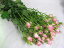 SPミニバラピンク(S/プリシラ(Pなど5本 切花 生け花 花材 ドライフラワーに最適
