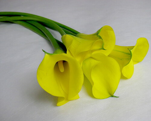 カラー(キャプテンミラー(Y)など）5本.【02P123Aug12】【SBZcou1208】冴えた黄色のカラーきりりっとしたお花です.