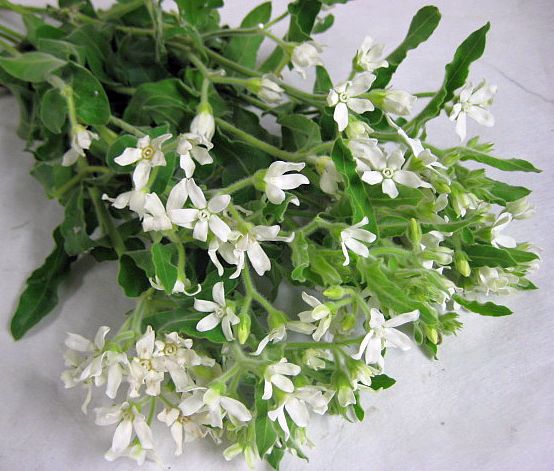 ブルースターの花言葉は 青 白 ピンクなど色別 種類別にご紹介 Botanica