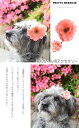 わんちゃん用(ペット用)アクセサリー グルーミング アーティフィシャル 造花 フラワー 高級 ギフト