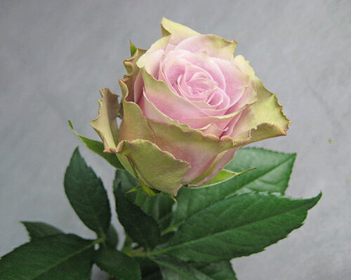 lCioII炫dۂđfGłBoF@I[h_b`5{