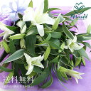 お供え お悔み 彼岸 花 豪華 白いユリとグリーンの花束25輪 送料無料 お供え 喪中見舞い お返し お盆 盆花 初盆 お彼岸お悔み 送別 退職