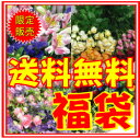 2013年！迎春お手軽福袋！切花とグリーン合わせて約30本入って送料も入ってなんと3675円！！SS02P02dec12お花の種類はお任せください！お家中に飾ってください♪.