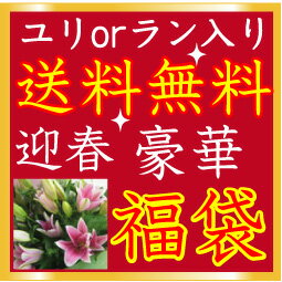 まだ間に合う！豪華！迎春 福袋 〜約30本入って5500円！数量期間限定！お正月福袋♪♪♪お試し福袋企画、送料無料！お正月限定の豪華福袋のセットが登場!!これでお正月の準備はばっちり！