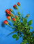 SPミニバラ アカ（リトルマーベルなど）5本 切花 生け花 花材 ドライフラワーに最適