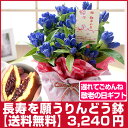 【あす楽】【遅れてごめんね!敬老の日!】長寿を願うりんどう鉢&上品な和菓子セット『福寿』【送...