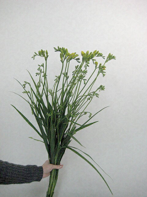 bp̂悤ȂԂXɍ炢Ă܂t[WA@isbhYȂǁj@5{@