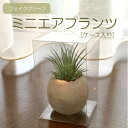 多肉植物 エアプランツ フェイクグリーン インテリアグリーン...