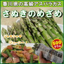 海のグリーンアスパラガス「さぬきのめざめ」500g25cmカット【野菜】【冷蔵便】【香川県産】【農家】