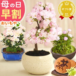 ＼本日23時59分に値段上がります／ <strong>母の日</strong> 早割 プレゼント ははの日 花 生花 ギフト 桜 さくら つつじ バラ 薔薇 <strong>カーネーション</strong>以外 盆栽 ミニ盆栽 鉢植え 花鉢 鉢花 フラワーギフト おしゃれ オシャレ 可愛い どら焼き 送料無料 スイーツ お菓子 和菓子 <strong>おいもや</strong>