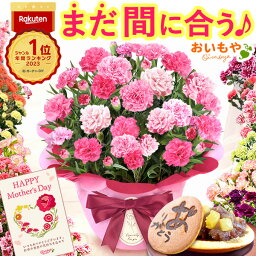 ＼まだ間に合う！／ 母の日 プレゼント まだ間に合う お花 2024 ギフト 生花 鉢植え 希少 鉢花 カーネーション 5号 どら焼き おしゃれ かわいい 送料無料 スイーツ お菓子 和菓子 一人暮らし クーポン 楽天ランキング1位 セット おいもや