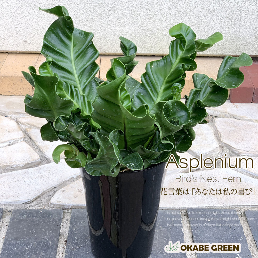 観葉植物 アスプレニウム コブラシダ 6号 プラスチック...