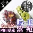 \ 送料無料 / 岡山県産 紫苑&シャインマスカット 2房5...