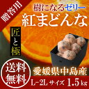 \ 紅まどんな / 匠と極 L〜2Lサイズ 1.5kg 中島...