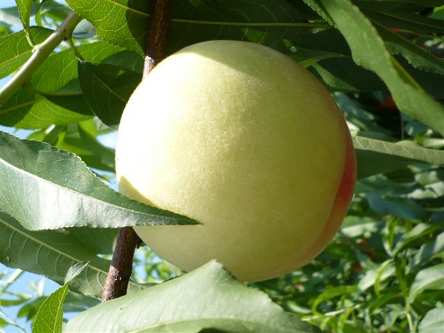 岡山産白桃　