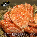 毛ガニ 北海道『特選 ボイル 毛蟹』(北海道産 特大 600g 700g 800g)蟹 カニ かに ケガニ けがにのし ギフト 贈答用 メッセージカード対応 毛ガニ 毛蟹 毛がに 雄武町 かにみそ カニミソ ギフトメッセージカードお中元 夏ギフト