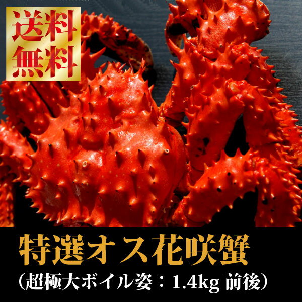 【送料無料】『特大浜茹で花咲蟹』（オス姿：1.2-1.4kg前後）【蟹肉を味わいたいオス！】カニ肉自体を美味しく味わいたい方は、オスがお奨めです！迫力の特大ハナサキガニはタラバには無いミソも自慢♪【夏の大バーゲンセール♪】