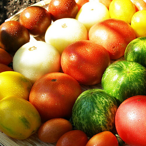 【夏限定〜もぎたて特選品市場】『フルーツトマトジュエリーBOX』　（北海道産フルーツミニトマト1-1.2kgセット）（お届け期間：8月〜9月頃まで予定）　到着日指定不可イエローアイコにピッコラージュ〜グリーングレイプにトスカーナ…契約農家の朝もぎトマトを数種厳選、ギフトにもぴったりの最高級トマト詰め合わせ♪