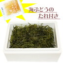 【規格外】沖縄県産　海ぶどう(茎付きB品）500g　※シークワーサー果汁入り海ぶどうのタレ付き！［訳あり］ ※常温発送です！冷凍・冷蔵品との同梱はできません。