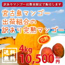 【送料無料】【30%off】宮古島マンゴー出荷組合の訳あり完熟マンゴー...