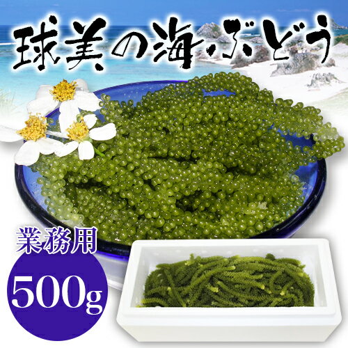 球美の海ぶどう（業務用） 500g【海ぶどう｜海葡萄｜クビレズタ｜沖縄｜土産｜取り寄せ｜ま…...:okinawa-nandemochokuha:10001162