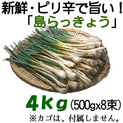 【送料無料】島らっきょう4kg（500gx8束）【沖縄県産／新鮮・土付き】沖縄島野菜・沖縄…...:okinawa-senka:10000332