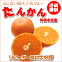 【沖縄土産】【沖縄タンカン】沖縄本島産タンカン 5kg 送料無料【みかん】【ミカン】【オレンジ】【柑橘】【送料無料】